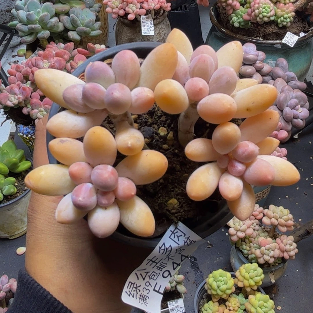 黄金手指奶酪944:8cm