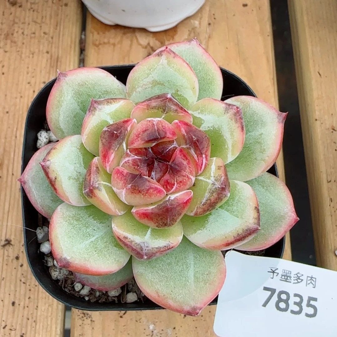 乌云，7835多肉植物