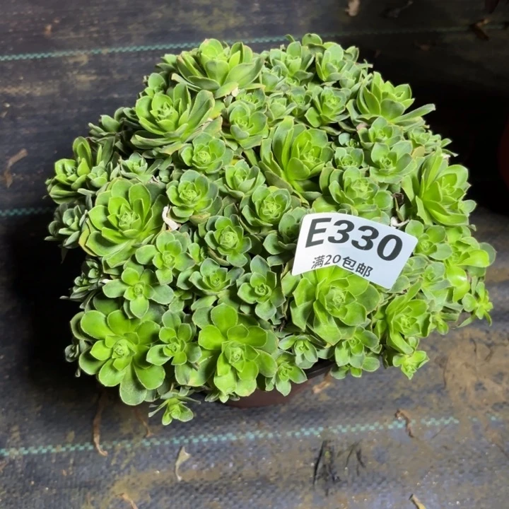 瑞妈一物一拍330