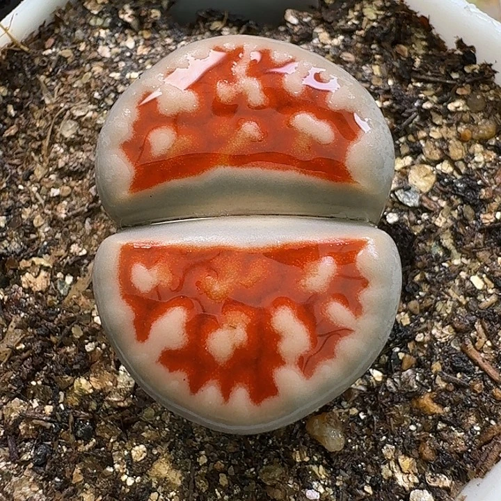 生石花2/：。紫折。  251号