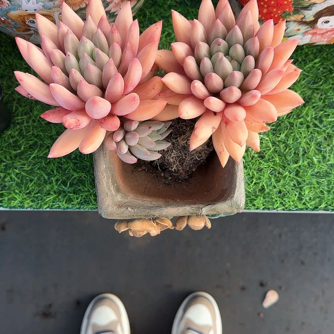 小小弟精品多肉水晶球杂