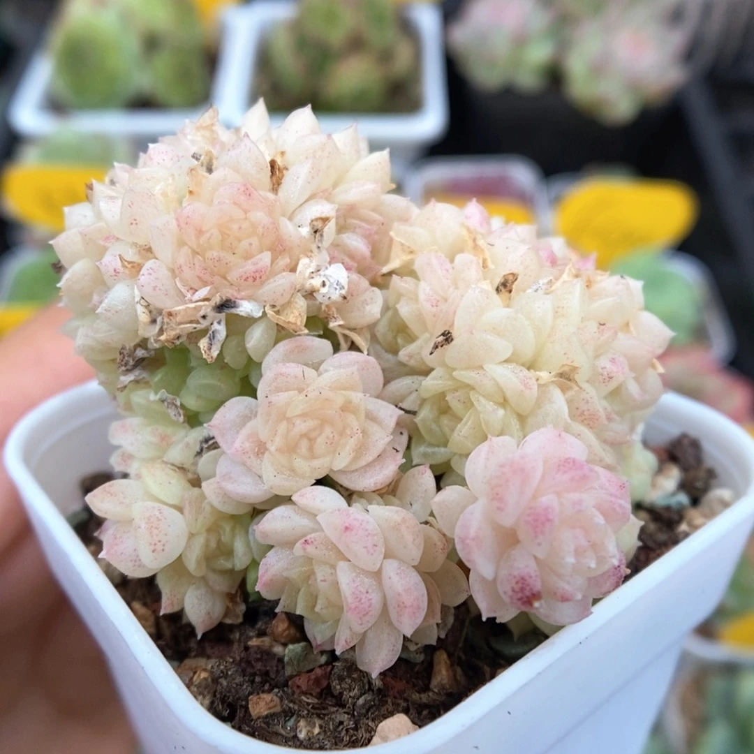 粉朵朵麦秆群生33号。