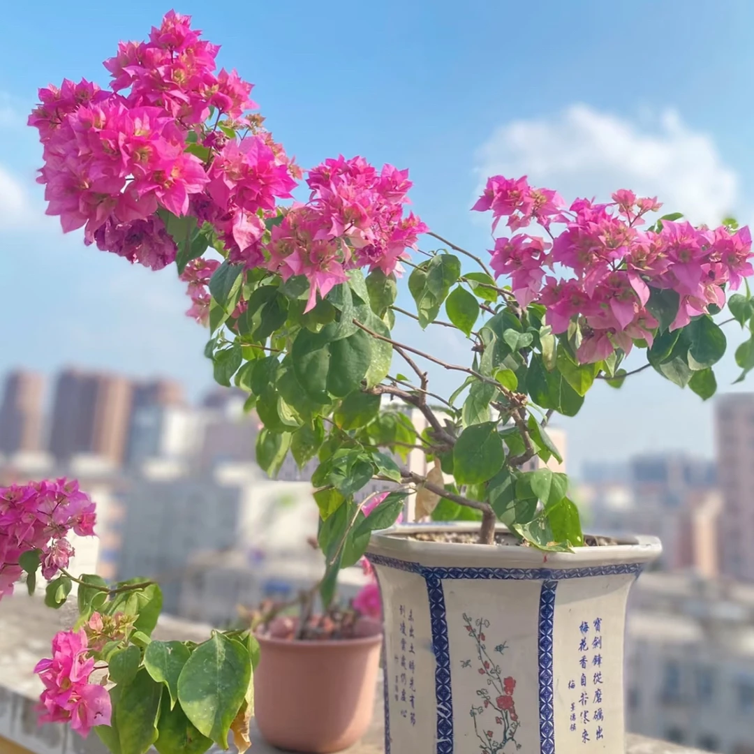 【重瓣粉】三角梅基地清仓直邮