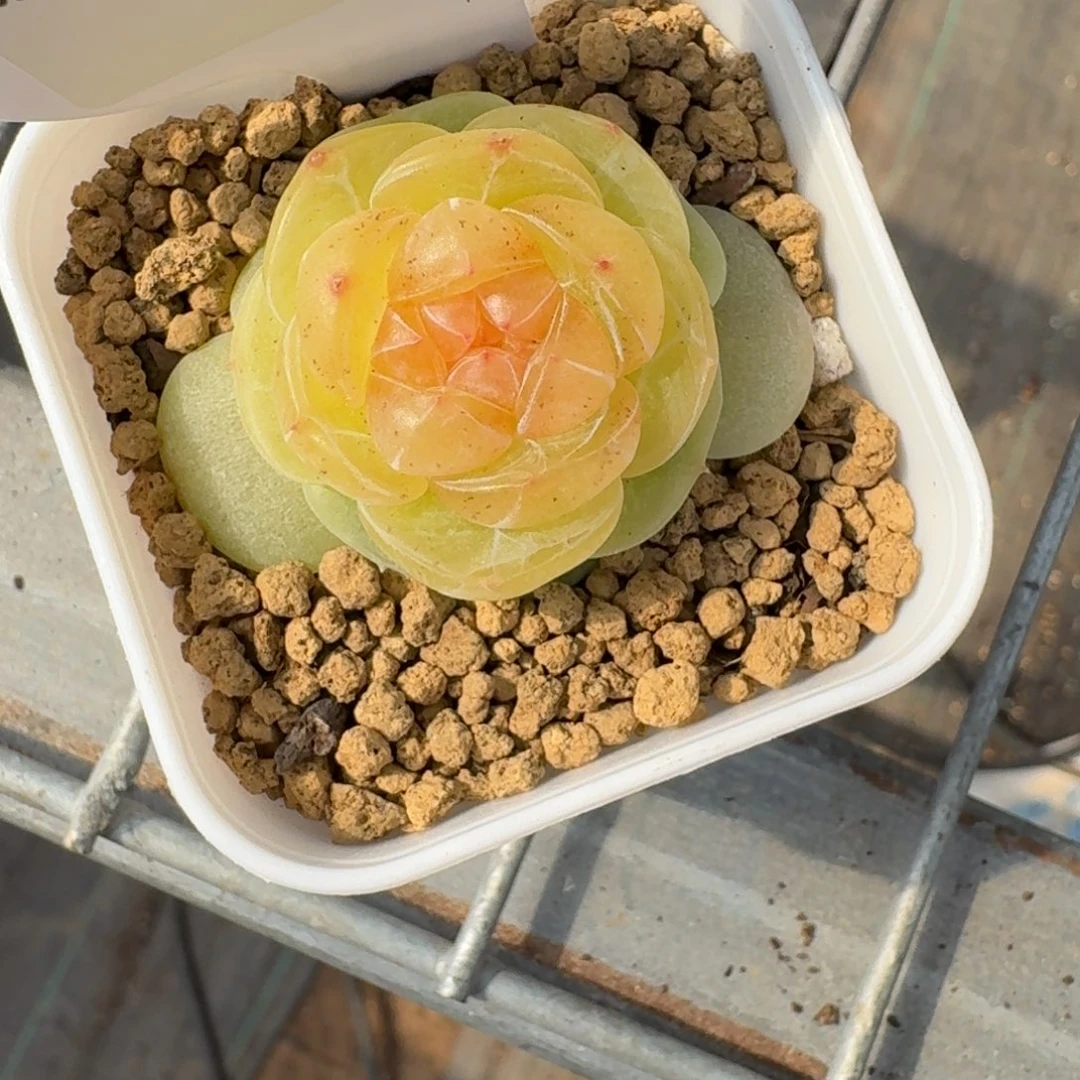 红陶0129-011-素素单头