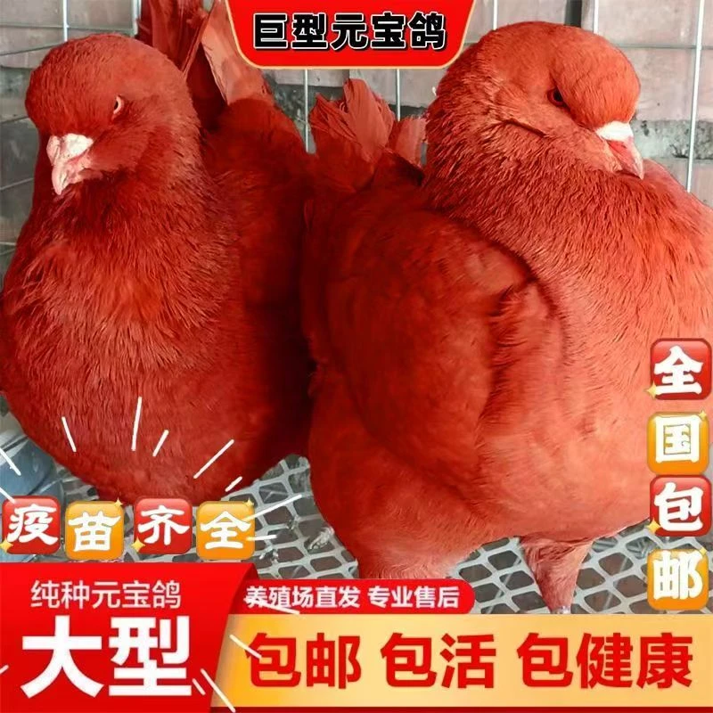 纯种正宗元宝鸽公母一对特大活体种鸽肉鸽观赏鸽子家养宠物包下蛋
