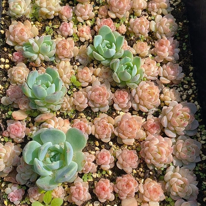 135 多肉植物盆栽花卉植物