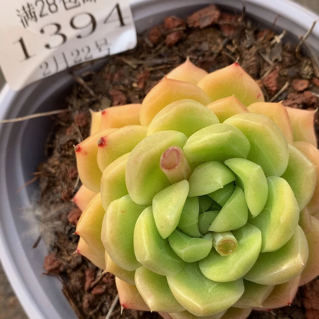 【闪购商品】云1394