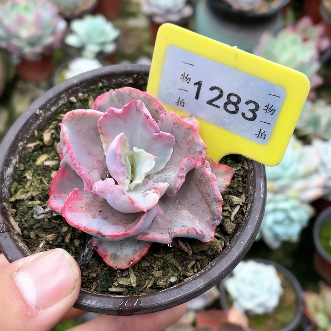 【闪购商品】旺***猪1283号