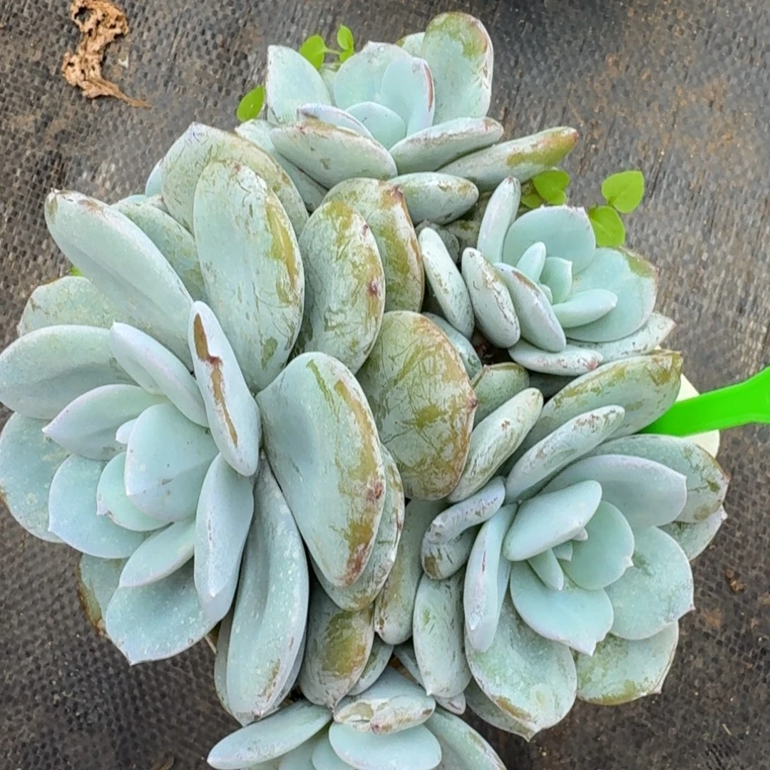 66韩版奶茶5头无砍
