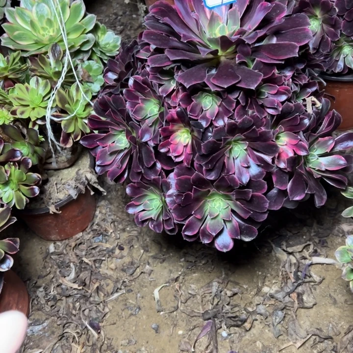 多肉植物金丝法师7