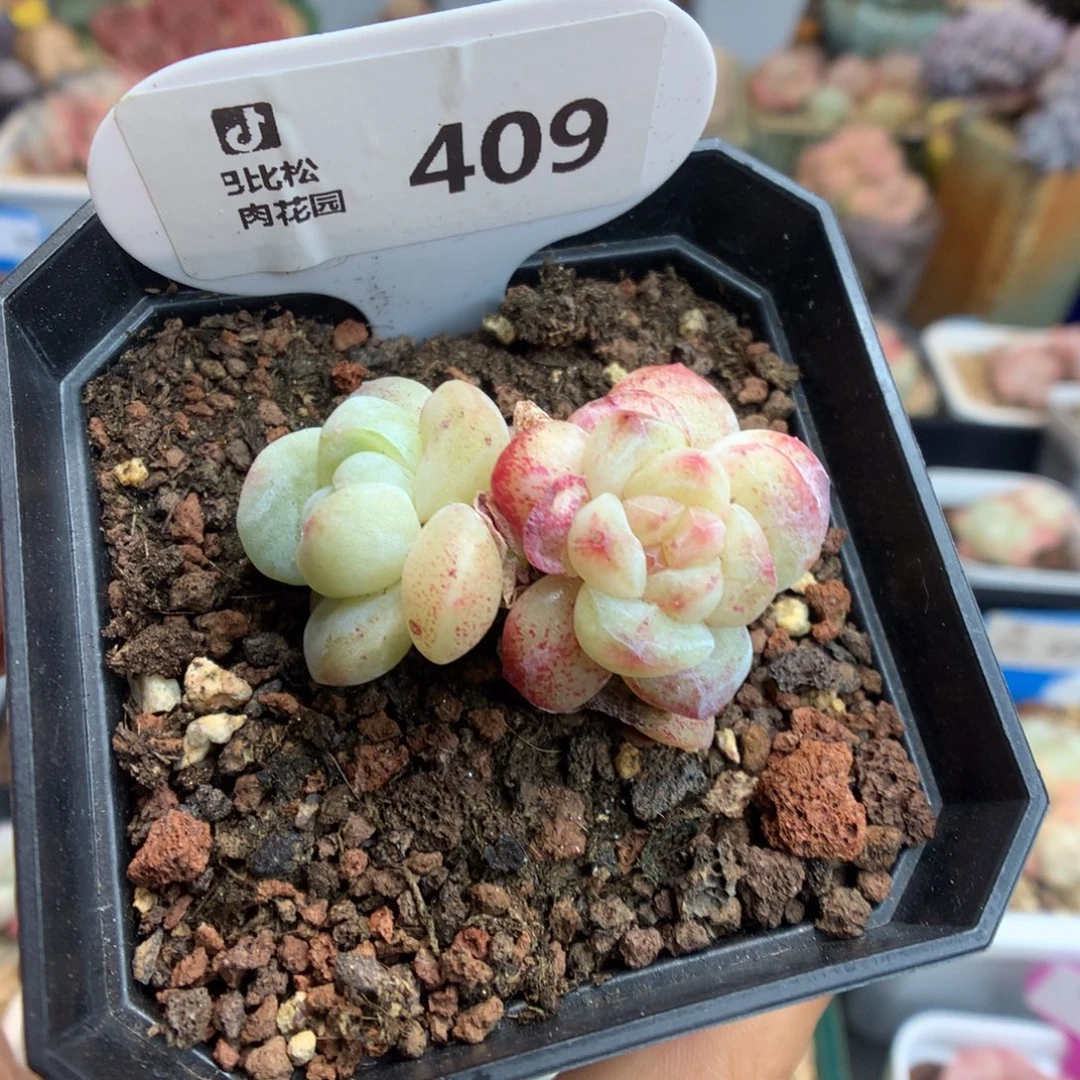 409双头异色冰玉石化多肉