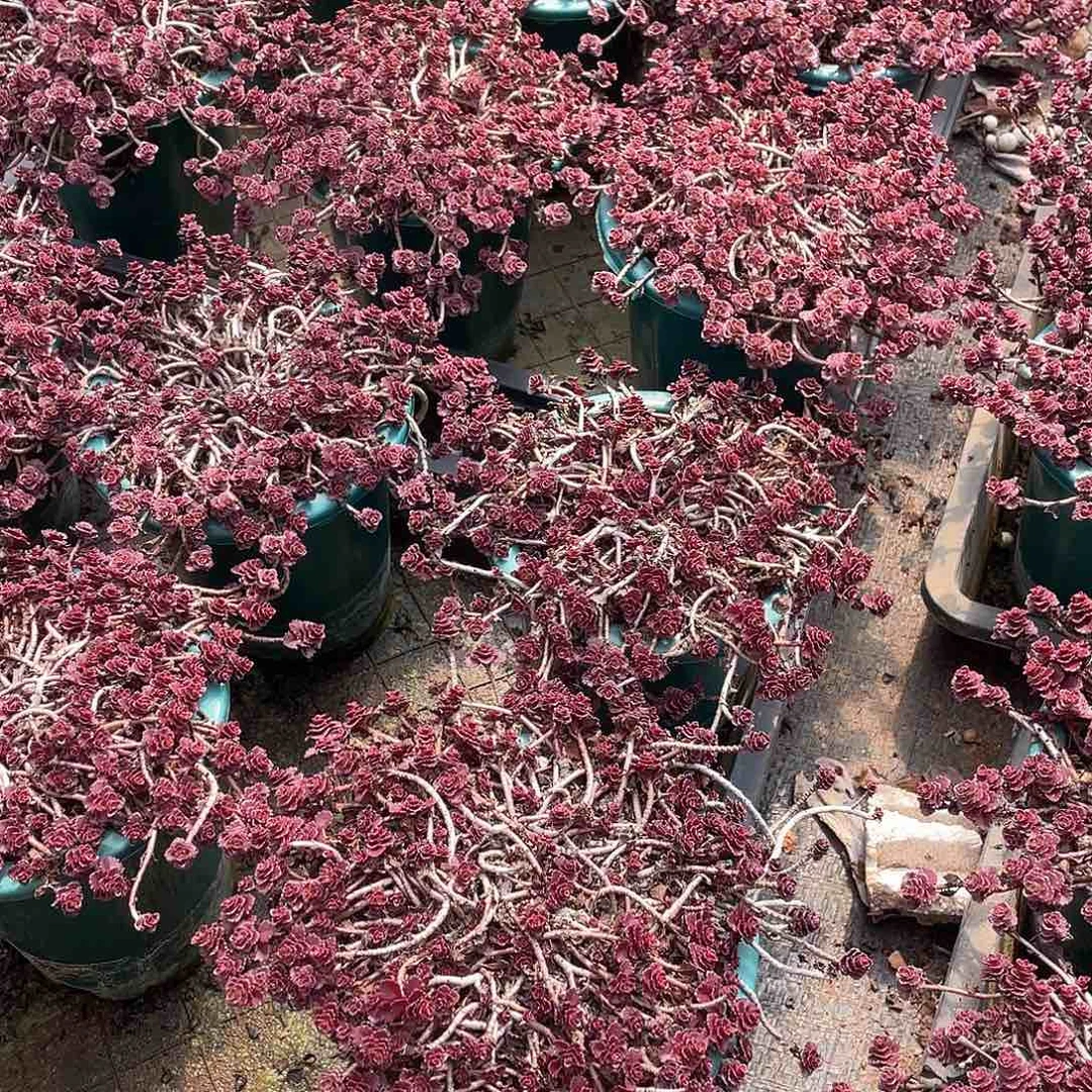 小球玫瑰12.8米   量拍多肉