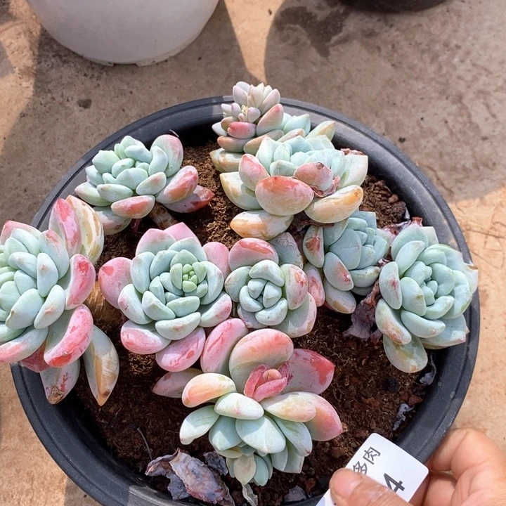 斜**下小七夕多肉冷香14