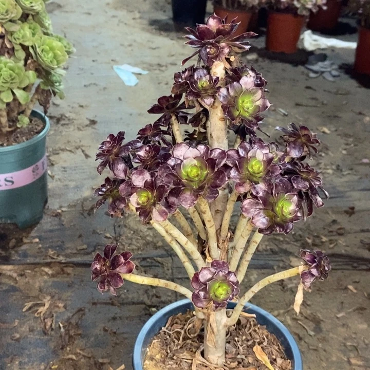 黑豆多肉植物63。