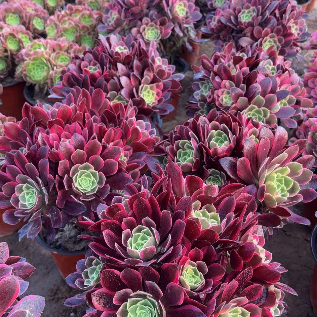 金丝雀绣球9.9法师多肉嫩