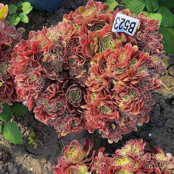 香妃法师28—37包邮