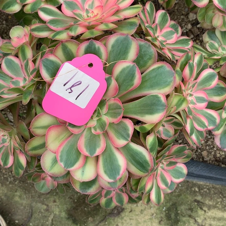 桃花坞嫁接181多肉植物