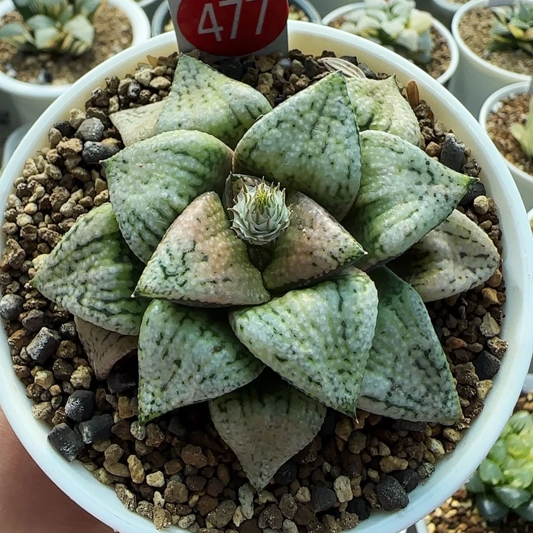 477号实生孤品一物一拍带盆土