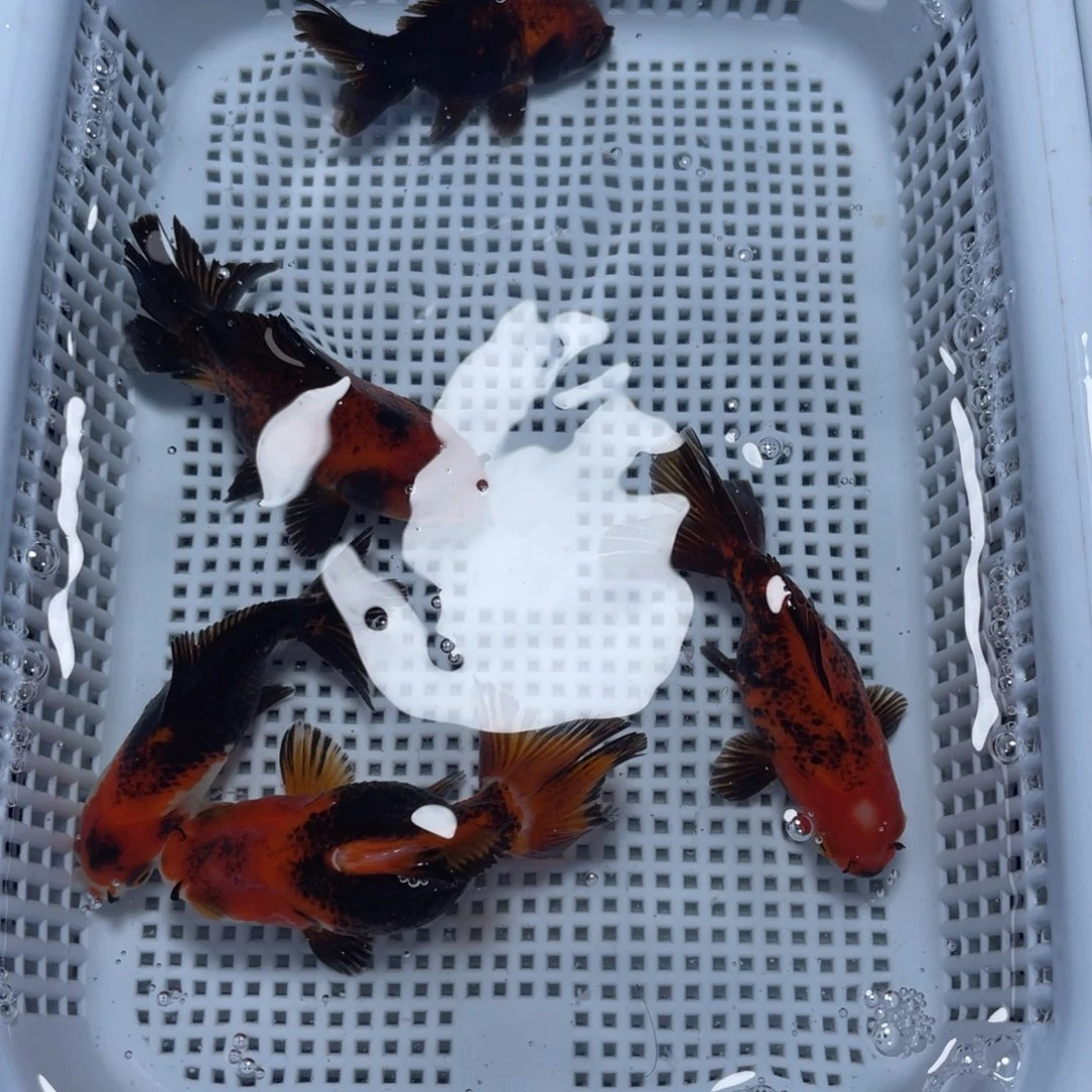 海水鱼花泰狮金鱼36