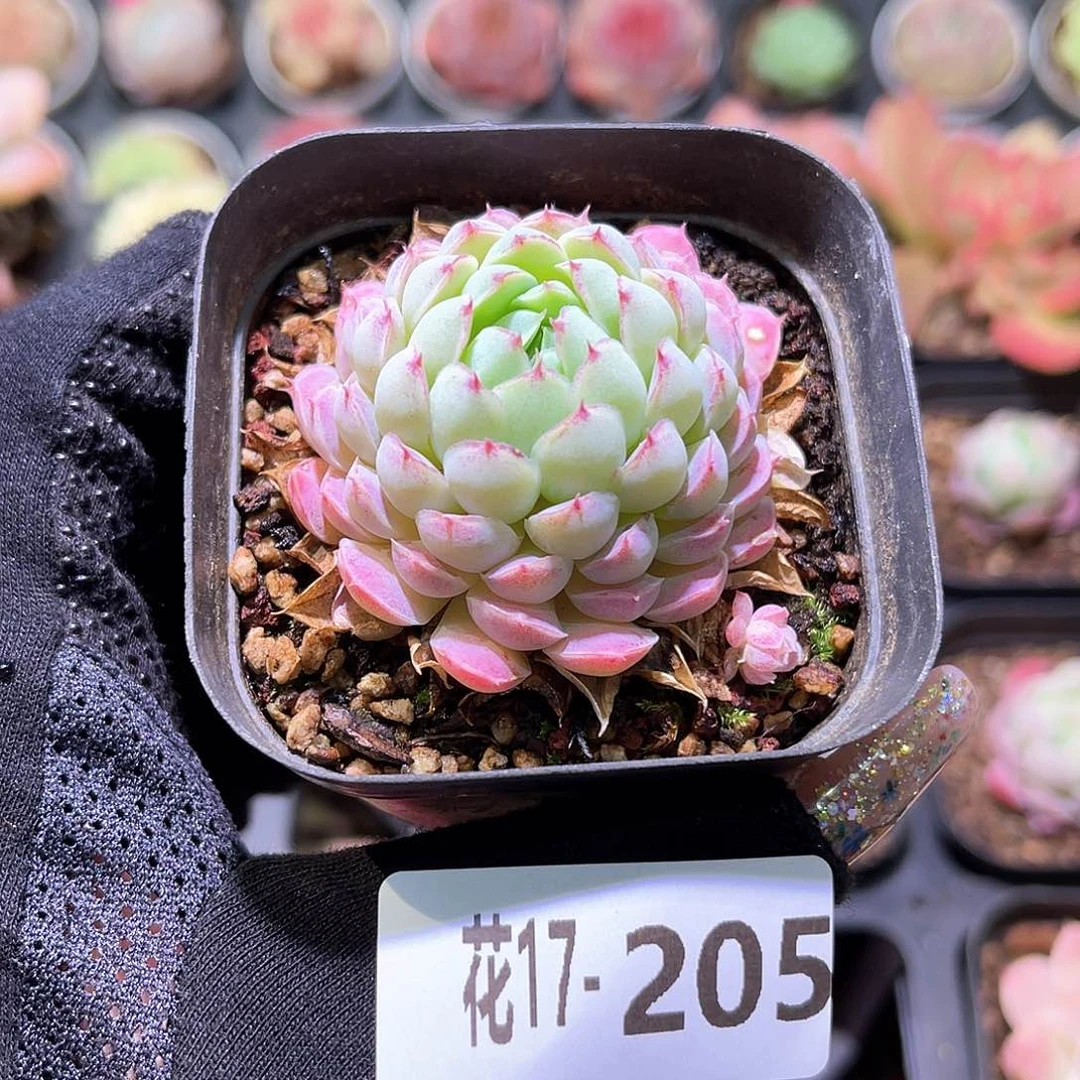 花利美17-205羊脂球