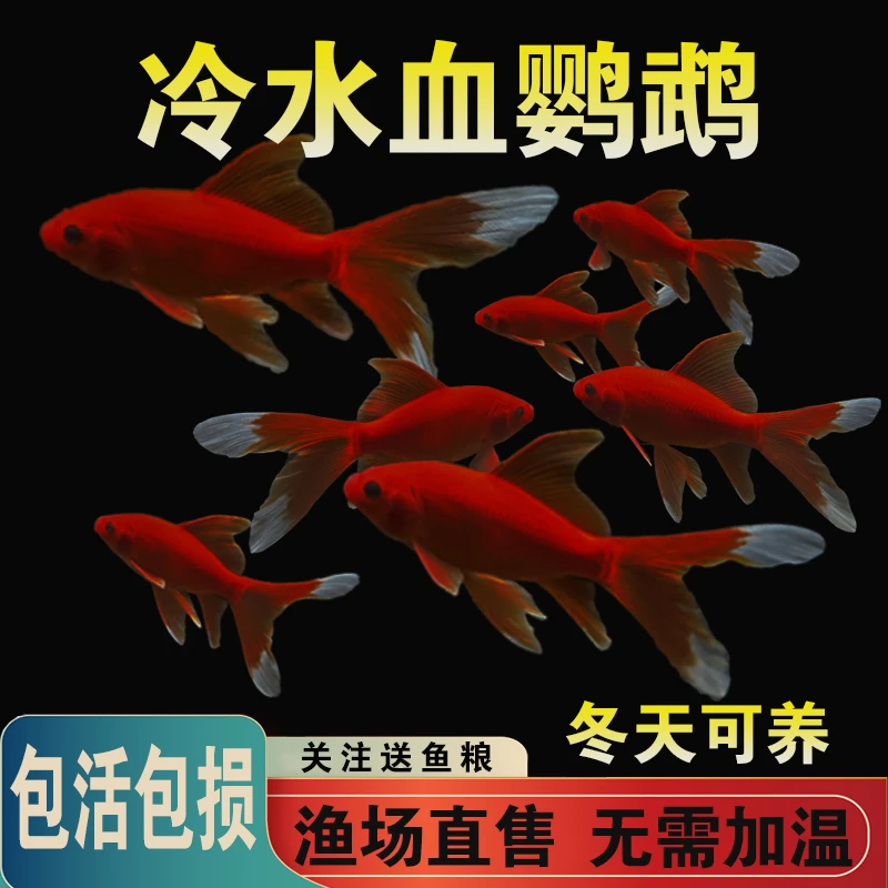冷水鹦鹉鱼招财红鱼淡水好养易活冷水鱼苗观赏鱼活鱼金鱼耐活锦鲤