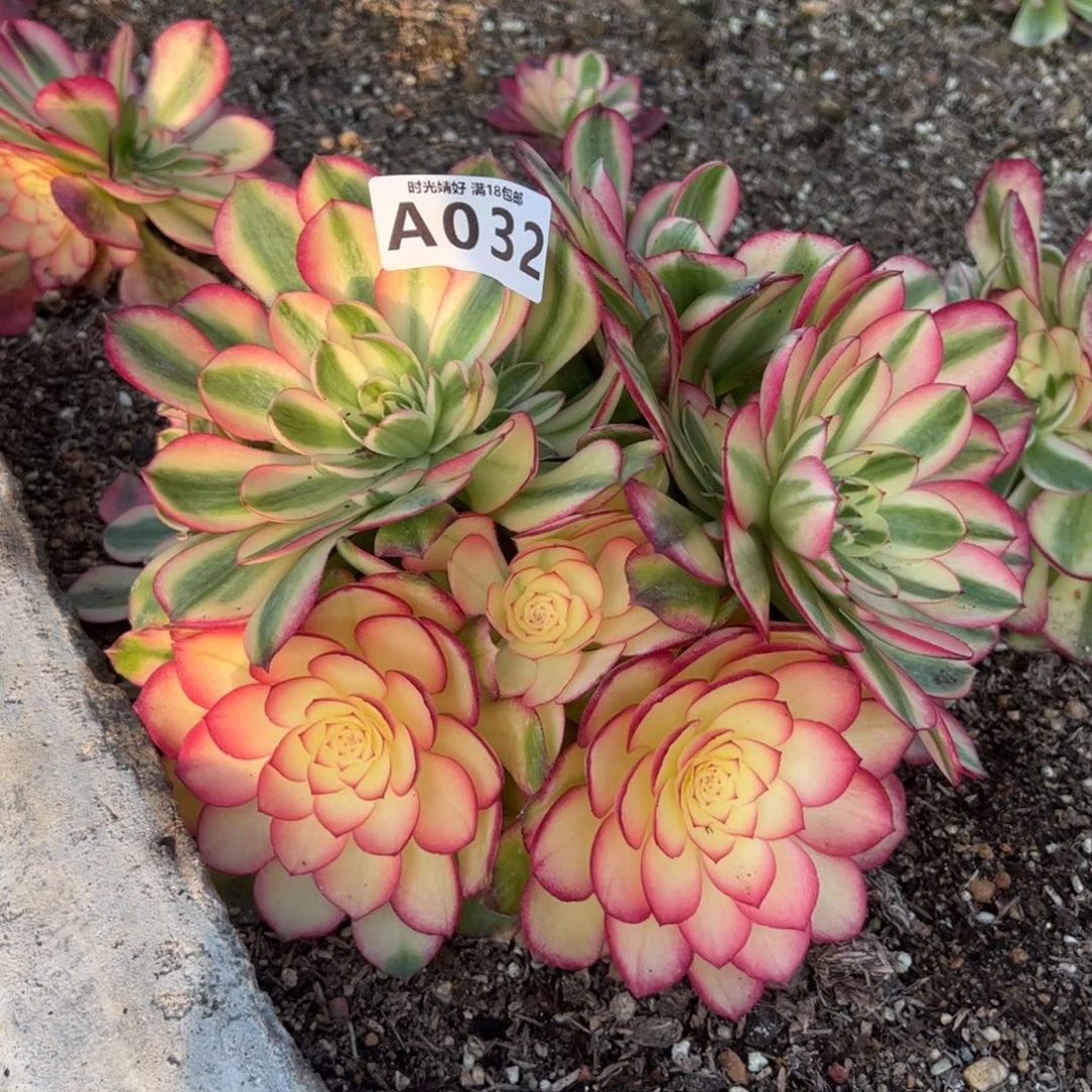 032荔枝。多肉植物