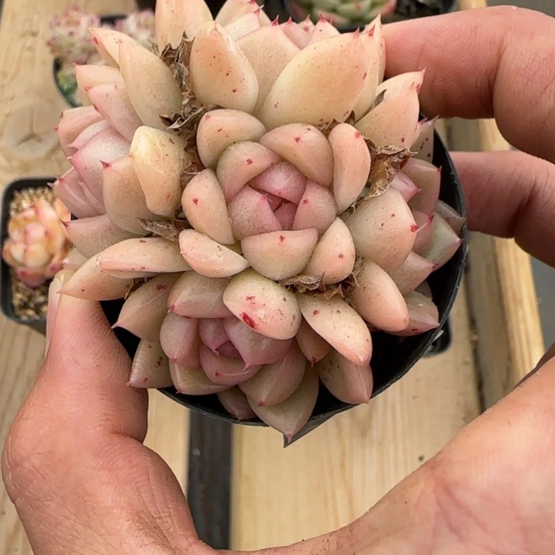 一物一拍麦秆珍妮07078