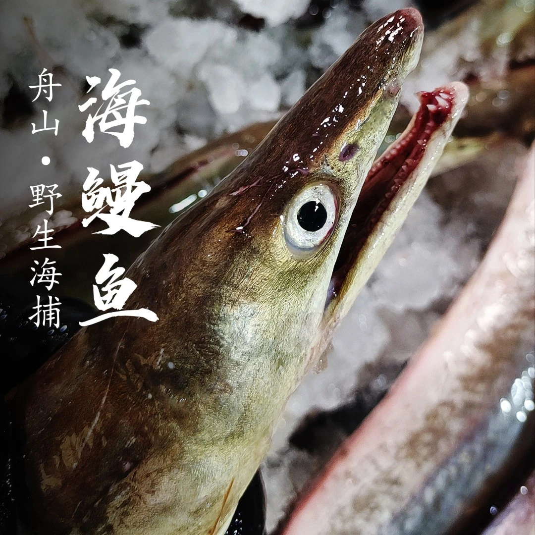 5斤2条舟山大海鳗鳗鱼