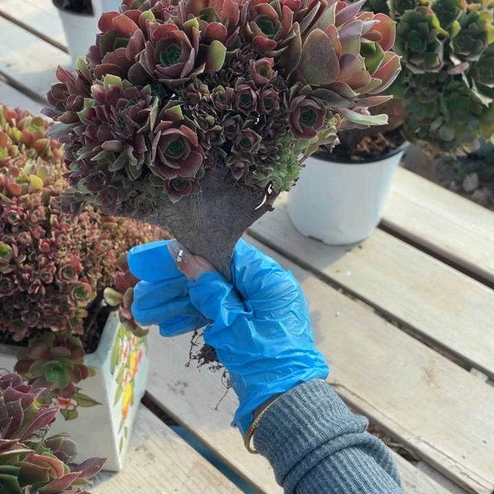 多肉都会变成黑糖哦小女孩真的会