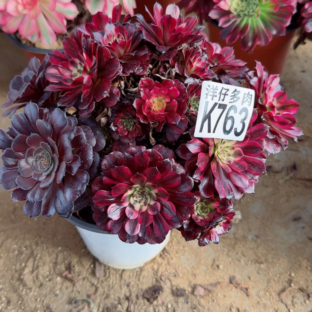 763美即法师园艺官服25左右2号