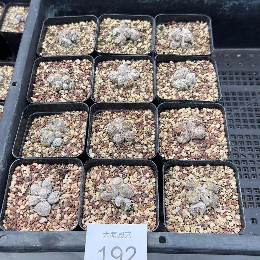 0000192量拍以下1群母本烧麦脱土发