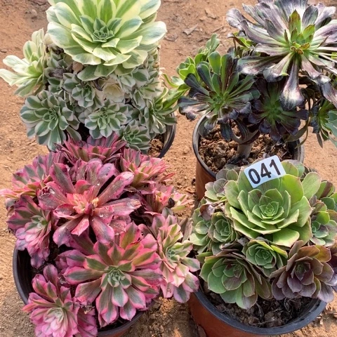 L***F041四颗法师多肉植物