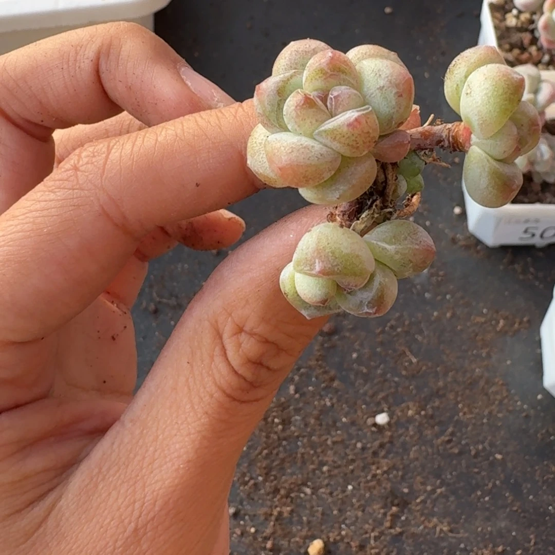 55 号到手1颗，江北多肉