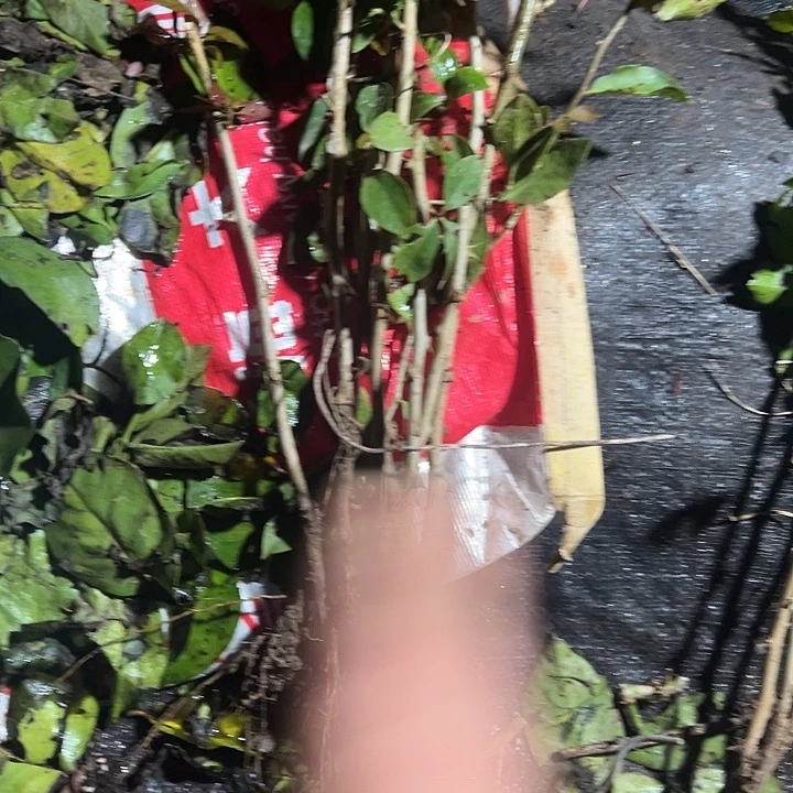 8棵带根叶仙苗，，，