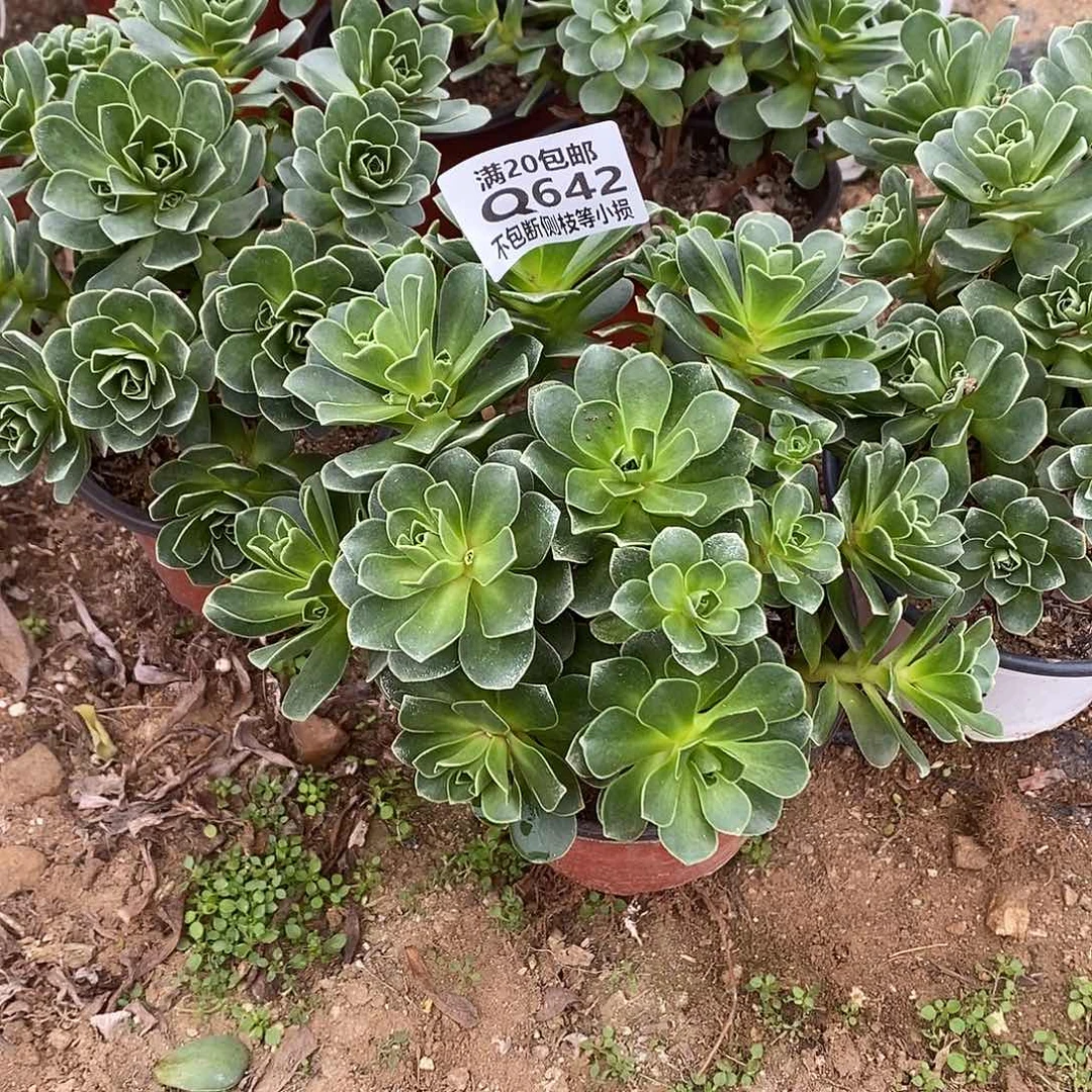 642树玫瑰多肉量拍