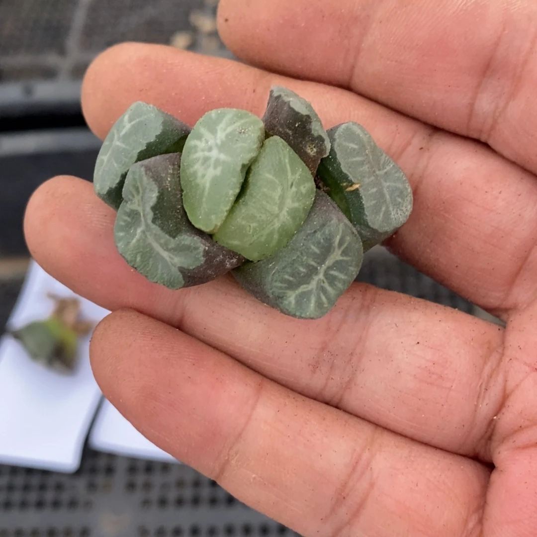 1480 一颗短腿象 超级618福利