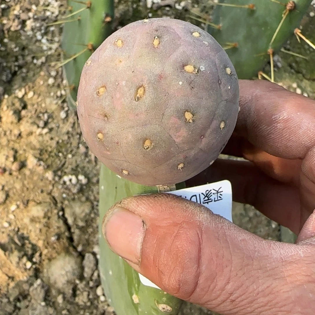 【闪购商品】苗接新品大型无刺习志野406