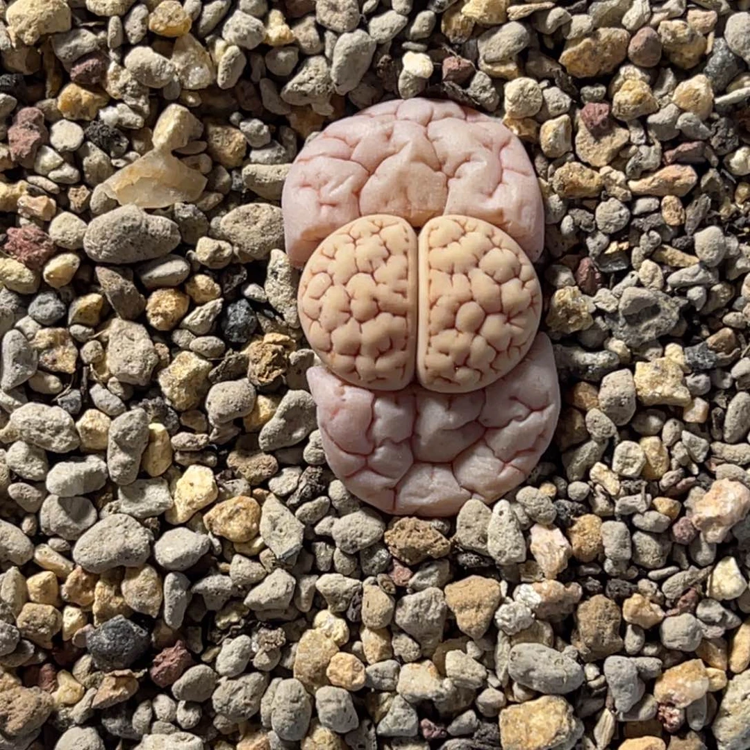 3259蛙哥球体凹凸189