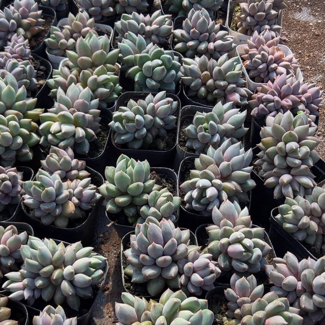 10颗美人系列多肉大小主播口述为准