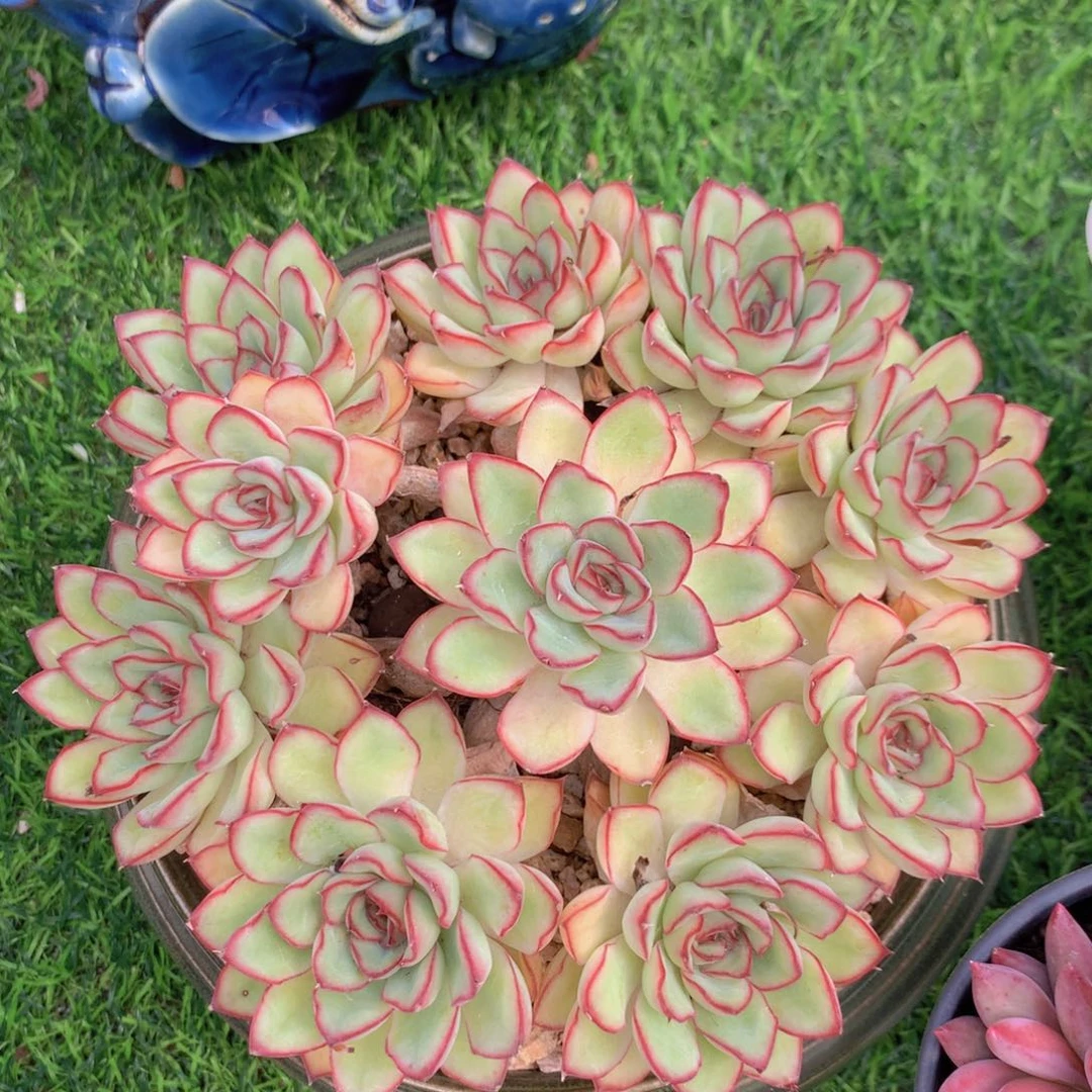 多肉植物 一物一拍