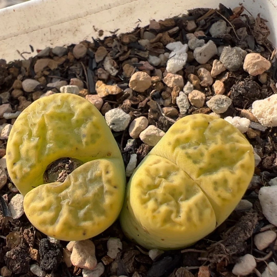 51多肉植物百科植物