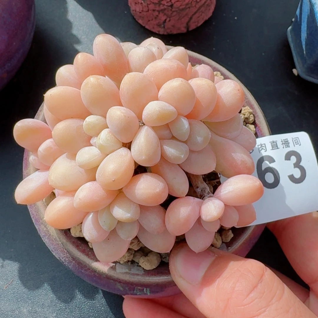 香玉群生      愿你一路坦途，乘风破浪展宏图