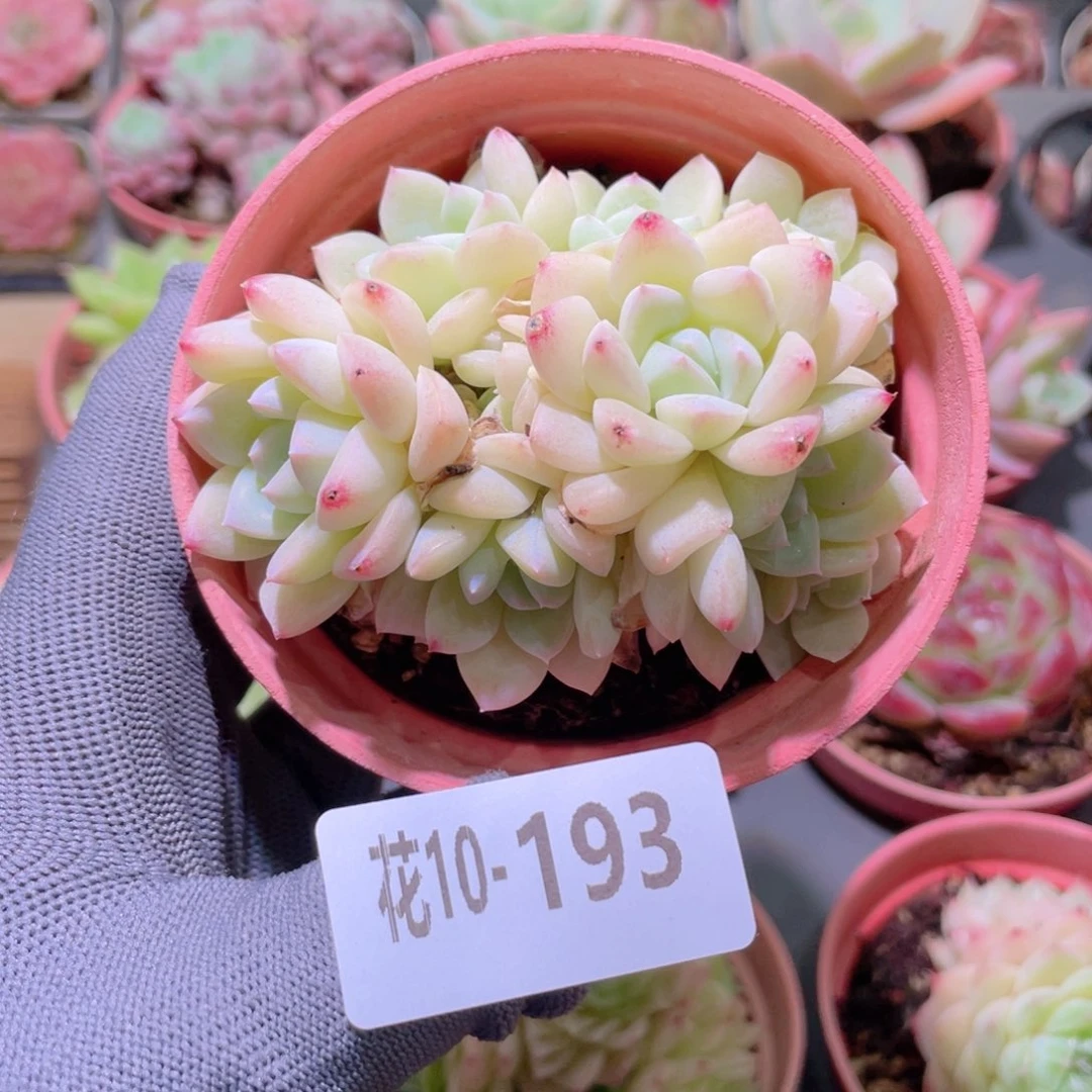 花利美 10-193新品群