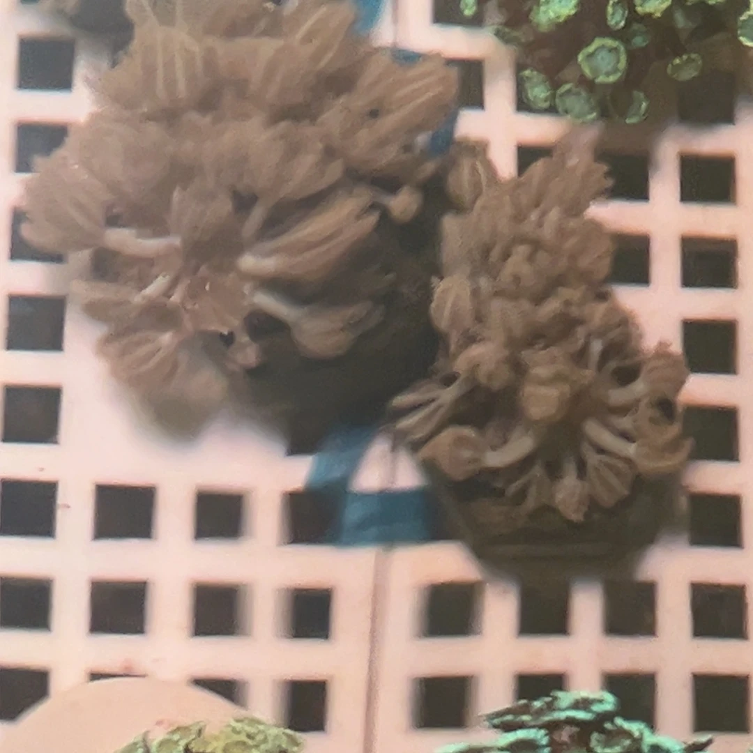 纽扣珊瑚千手两盘HHhH