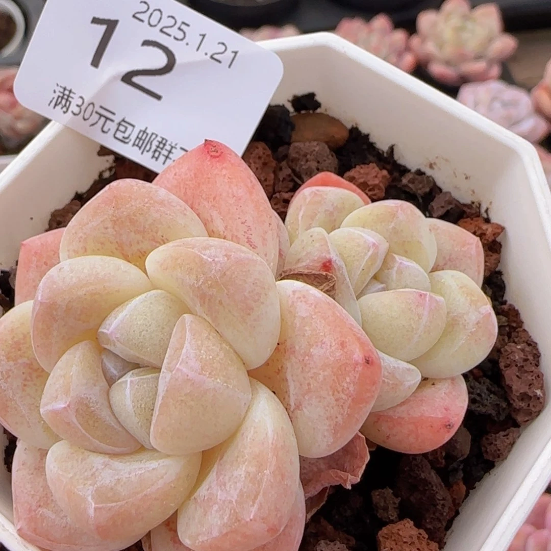 双头精控冰玉一颗