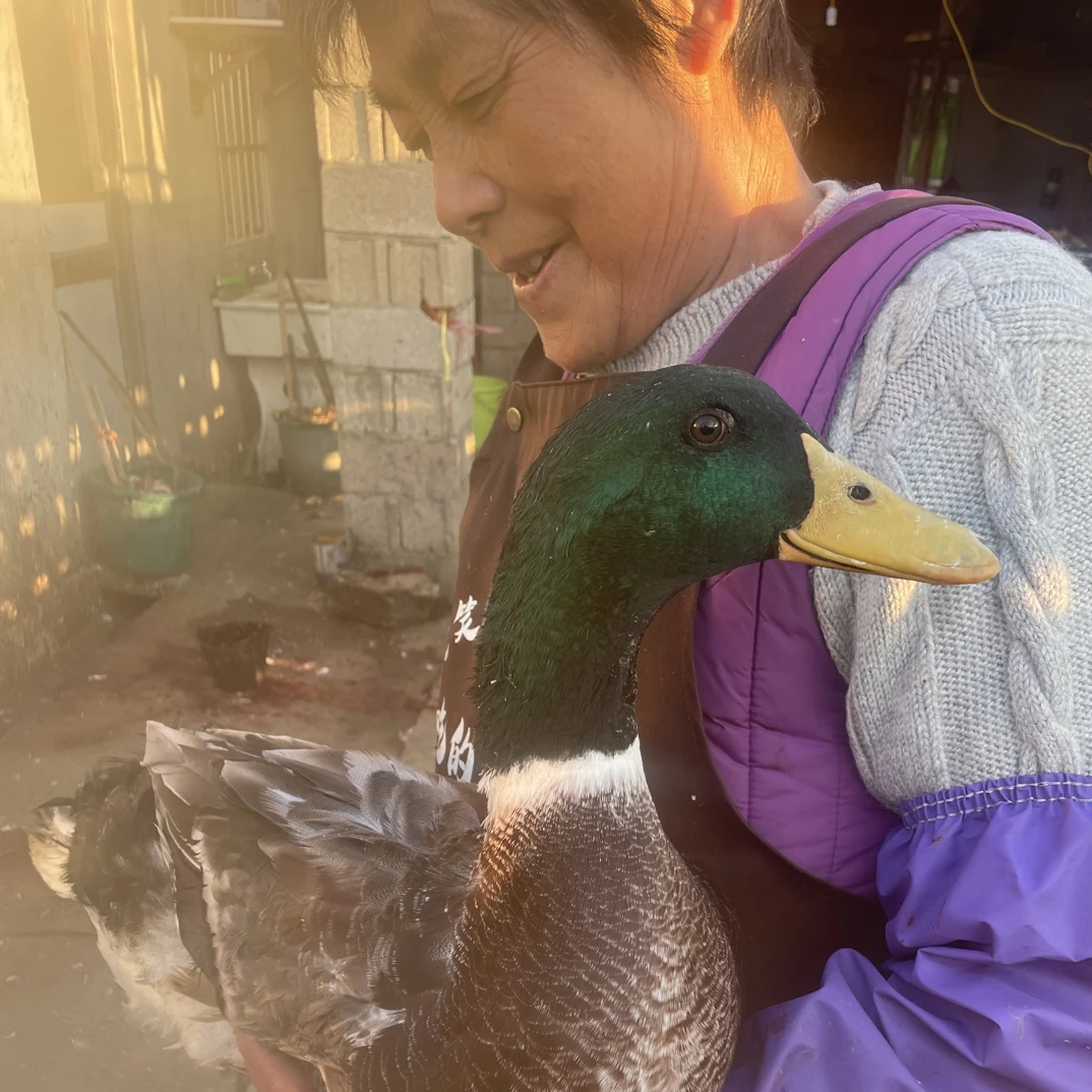 麻鸭青头麻公鸭五谷为养绿头公鸭5到6个月