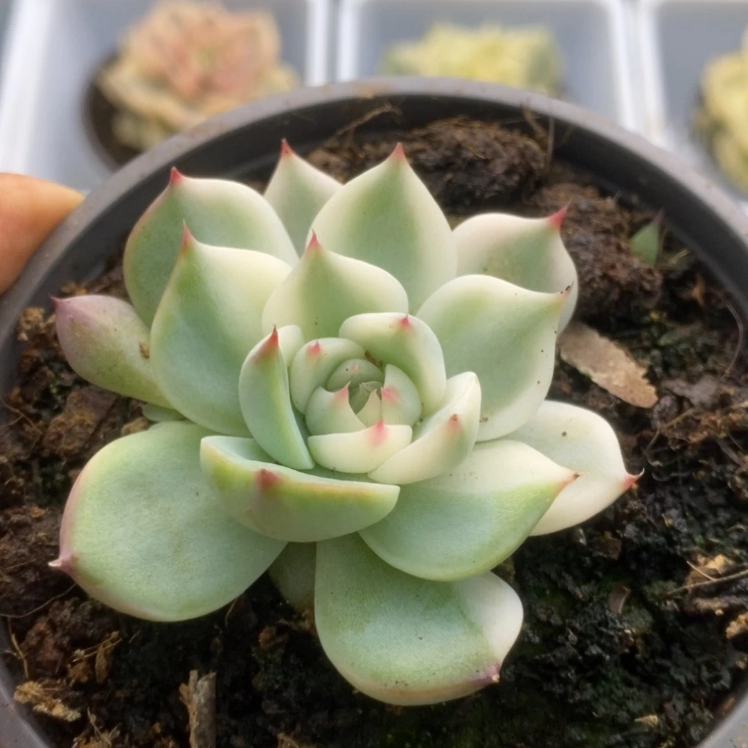 610锦锦锦锦锦锦锦锦