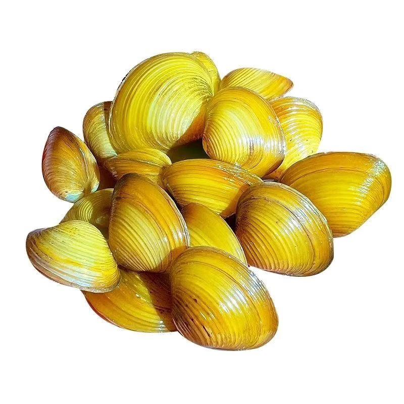 小河蚬鱼缸造景观赏净化水质吃鱼龟粪便除绿水天然滤水神器