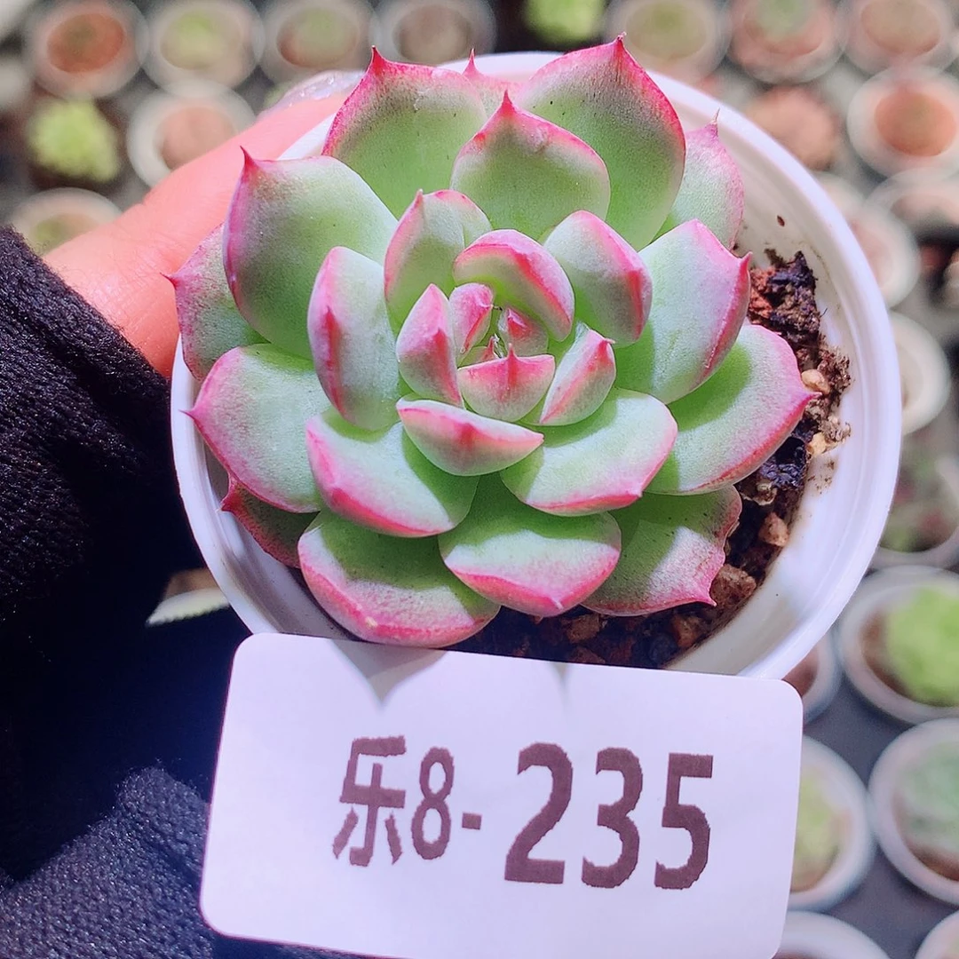 乐然8-235 新品单头