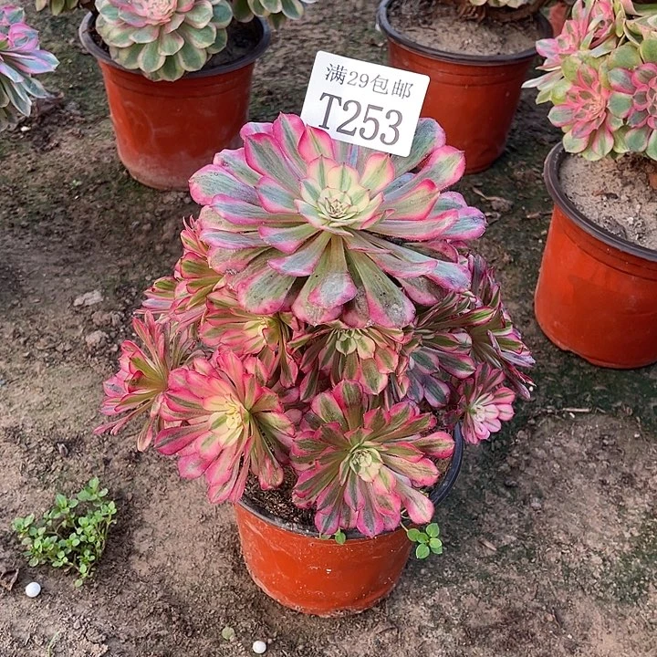 253红铜白多肉植物